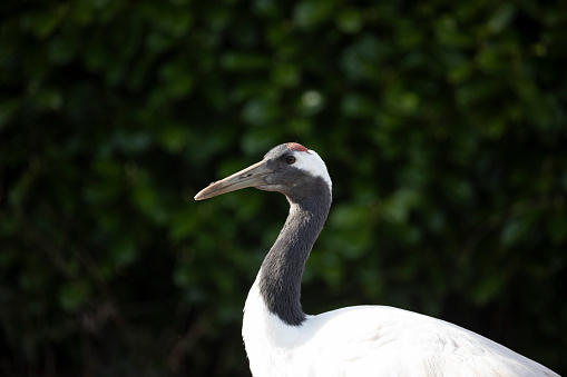 The red-crowned crane (Grus japonensis), also called the Manchurian crane or Japanese crane is a large East Asian crane among the rarest cranes in the world. In some parts of its range, it is known as a symbol of luck, longevity, and fidelity. Picture taken in UK in captivity
