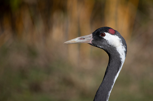 The common crane (Grus grus), also known as the Eurasian crane, is a bird of the family Gruidae, the cranes. A medium-sized species. Picture taken in UK in captivity