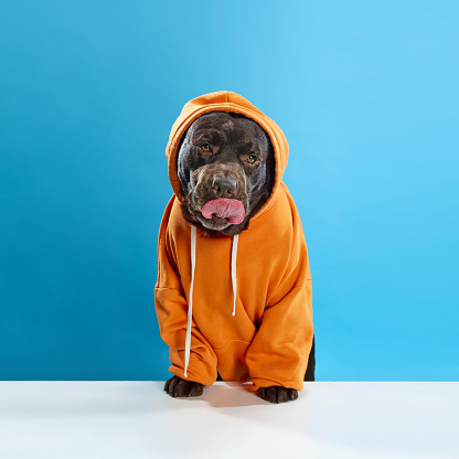 Beautiful, purebred, chocolate colored dog, labrador wearing orange hoodie, sitting against blue studio background. Concept of animals, pets fashion, art, style, care and vet