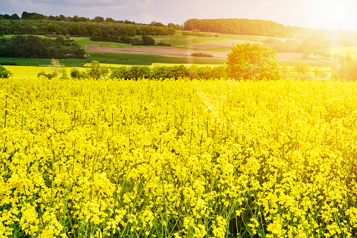 Field with blooming oilseed rape glowing yellow in the sunlight on a field in the Teutoburg Forest in Germany
