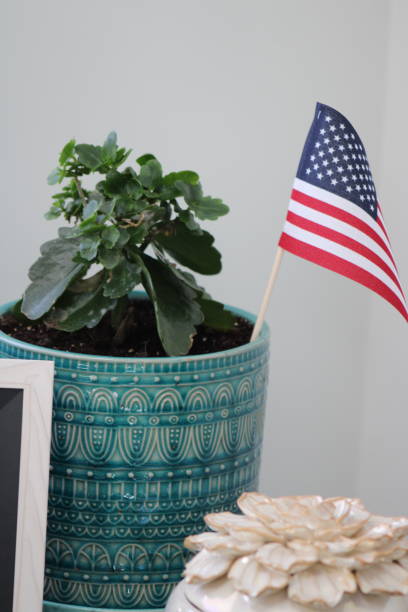 istock American Kalanchoe 1490479084