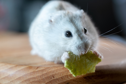 Cute baby hamster, standing facing front. Looking towards camera. Isolated on a white background.