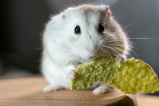 hamster  eating potato chips
