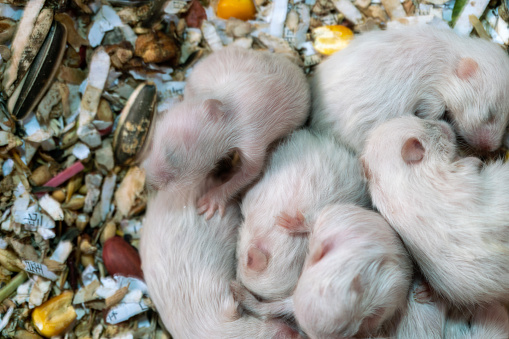 hamster  babies sleeped together