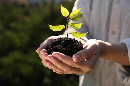 Woman holding soil with young green seedling, closeup. Planting tree