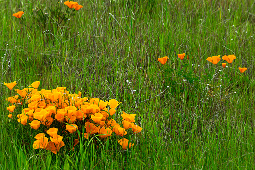 Medium view of blooming California Poppy (Eschscholzia californica) wildflowers, growing on a grassy hill.\n\nTaken at Near Altamont Pass, California, USA