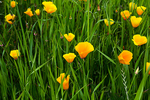 close up common marigold and leaves in nature