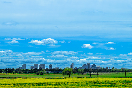 Wide cityscape view of Sacramento city with blooming yellow field mustard plants in the foreground and clouds in the background.\n\nTaken from the eastern outskirts of Sacramento, California, USA