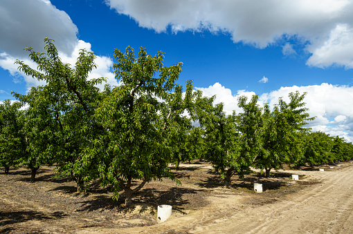 Summertime view of plums (Prunus subg. Prunus.) ripening on orchard trees, under a cloudy sky.\n\nTaken in the San Joaquin Valley, California, USA.