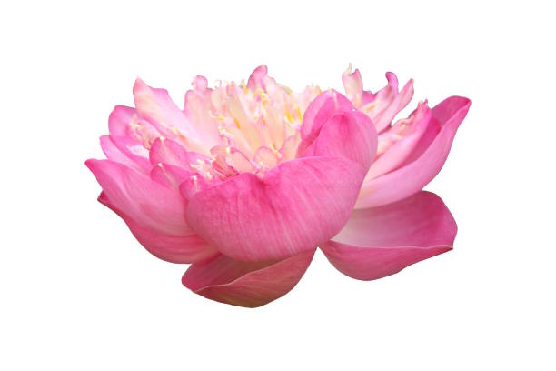 istock Beautiful pink roseum plenum lotus on white 1490482991
