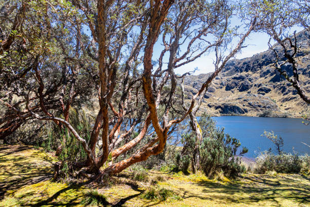 istock Polylepis trees at El Cajas National park, Ecuador 1490483554