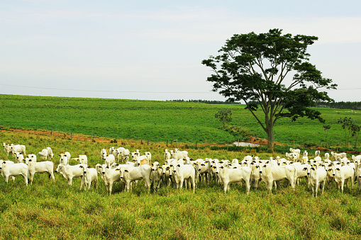 Brazilian agribusiness