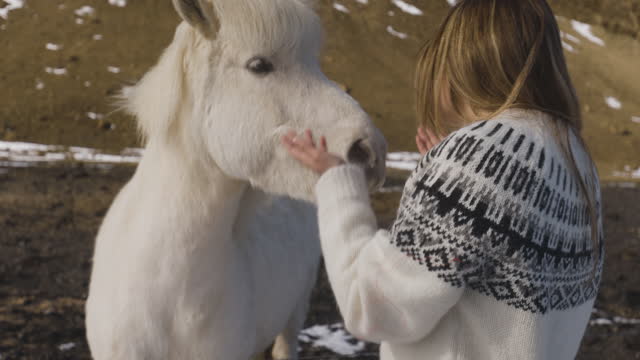 Lovely woman feeds a white Icelandic horse in a meadow. Iceland