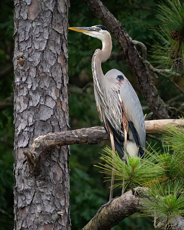 A great blue heron perched in a pine tree.