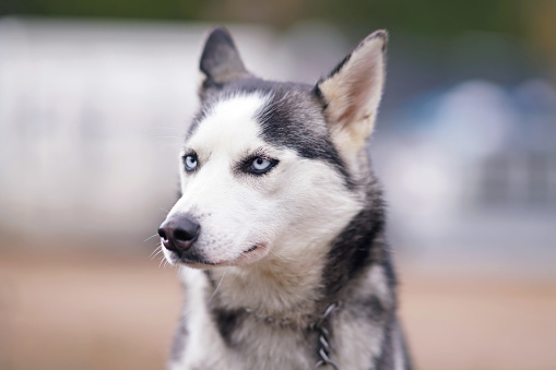 The portrait of a serious grey and white Siberian Husky dog with blue eyes wearing a chain collar posing outdoors in autumn