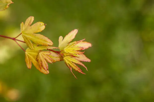 High quality stock photo of a Japanese Maple tree in early Spring.