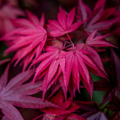 High quality stock photo of a Japanese Maple tree in early Spring.