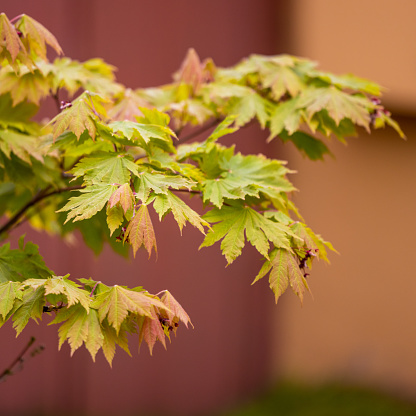 High quality stock photo of a Japanese Maple tree in early Spring.