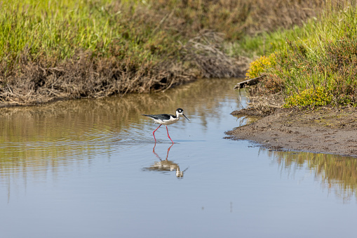 High quality stock photo of a Black-Necked Stilt at Wildcat Creek Marsh in Richmond CA. The creek and marsh directly abuts the San Francisco Bay.