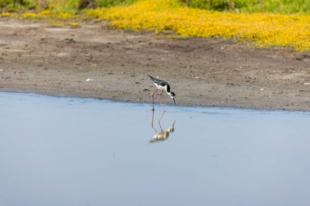 High quality stock photo of a Black-Necked Stilt at Wildcat Creek Marsh in Richmond CA. The creek and marsh directly abuts the San Francisco Bay.