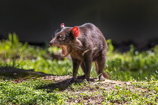 Tasmanian Devil (Sarcophilus harrisii) with mouth wide open, displaying teeth and tongur, in aggressive mood. These native carnivorous Australian marsupials have been declared an endangered species. They are the world’s largest carnivorous marsupials.