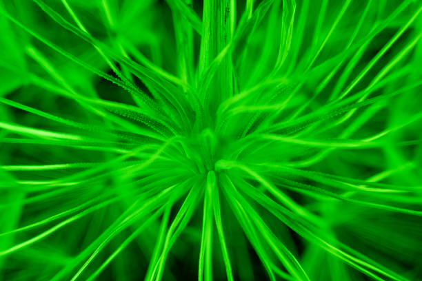 Macro photo of plant in abstract for for depicting data transfer, artificial intelligence,  big data, data computing, quantum computing. No people are seen in frame. Shot in studio with a full frame mirrorless camera and a macro lens.
