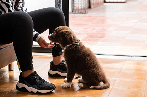 A moment filled with joy and excitement, where a couple welcomes their adorable puppy into their home. The puppy, full of energy and curiosity, is in the midst of them, enthusiastically exploring its new surroundings. The atmosphere of the image conveys a sense of warmth and tenderness.

This photograph represents the unique and special experience of having a pet, along with the happiness that a new furry companion can bring to a home. In summary, the image captures the exciting moment of a puppy's arrival in a home, conveying love, joy, and the promise of a deep connection. It can be used to illustrate the emotional and therapeutic benefits of having a pet, as well as to promote animal adoption and emphasize the importance of caring for and loving our pets.