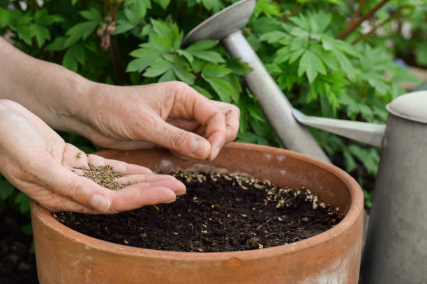 istock Gardener sowing seeds in terracotta pot outside 1490504756