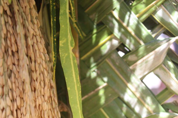 istock rice seeds and coconut fruit in yellow color 1490505984