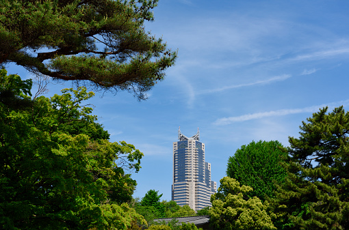 Skyscraper seen beyond the pine trees against blue sky.