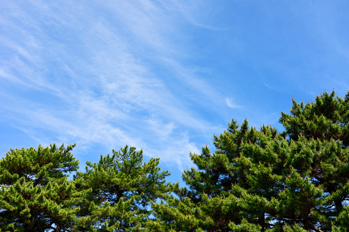 Pine tree against blue sky in springtime with copy space.
