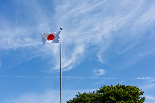 Japanese flag swaying in the wind and Pine tree against blue sky with copy space.