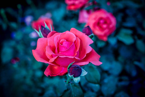 Detail and selective focus of different colored flowers blooming in summer