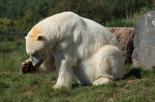 Polar bear with raised paw stock photo