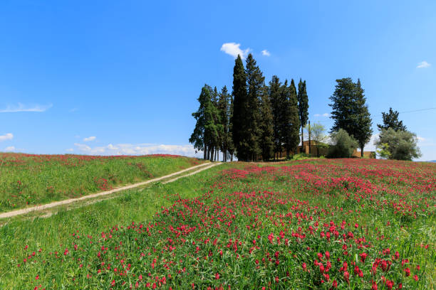istock Red flowers in field in Tuscany 1490511224