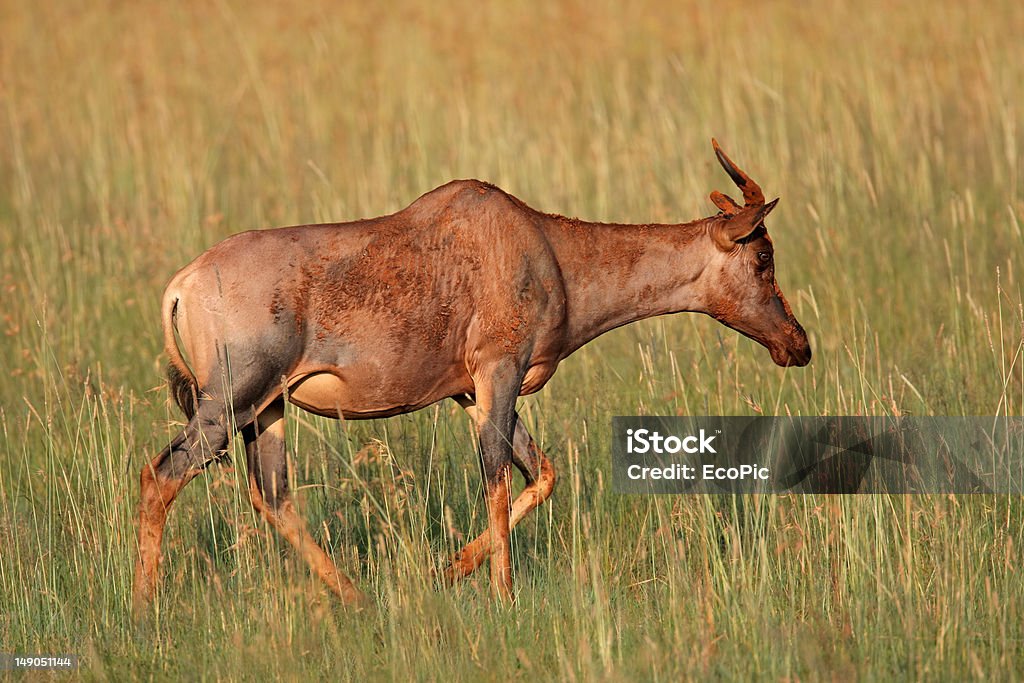 Tsessebe antelope Rare tsessebe or topi antelope (Damaliscus lunatus), South Africa Africa Stock Photo