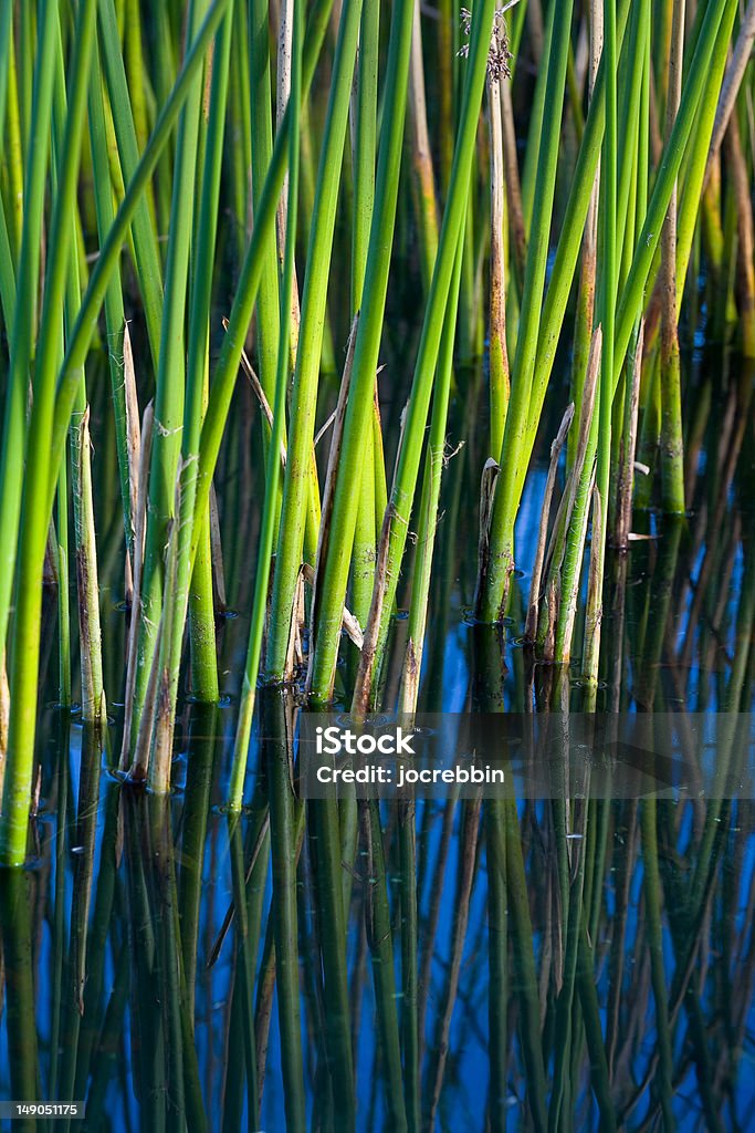 Agua Reeds - Foto de stock de Agua libre de derechos