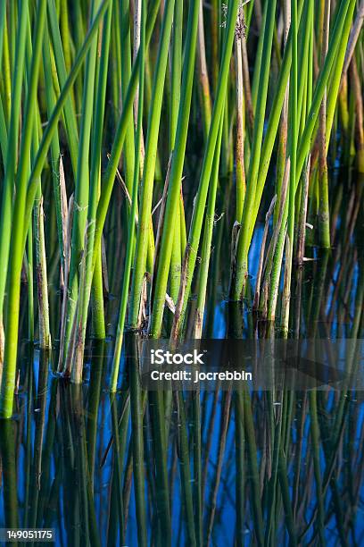 Agua Reeds Foto de stock y más banco de imágenes de Agua - Agua, Aire libre, Carrizo - Hierba