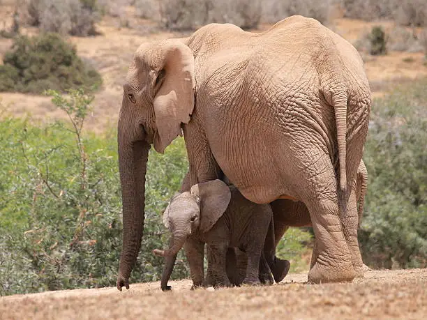 An elephant-mother and her child. The photo was taken in Addo Elephant Nationalpark in Southafrica.