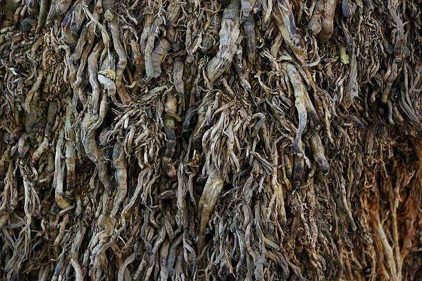 Palm tree bark and background stock photo