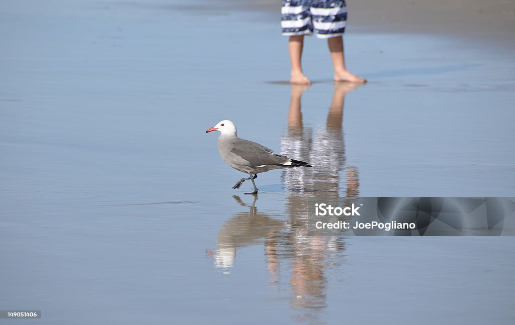Niño y aves en la playa - Foto de stock de Aire libre libre de derechos