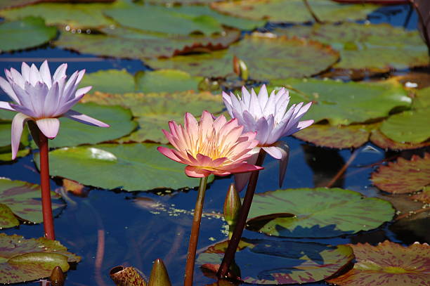 istock water lily in sunshine 149051409
