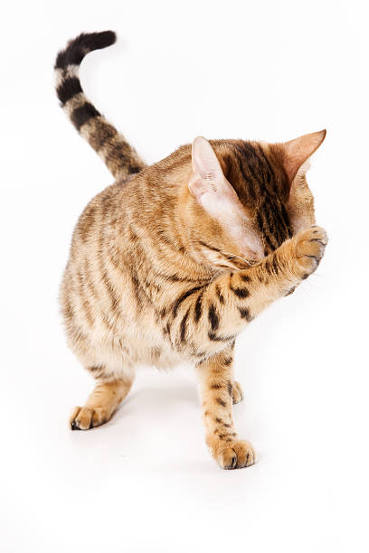 Bengal cat on white background stock photo