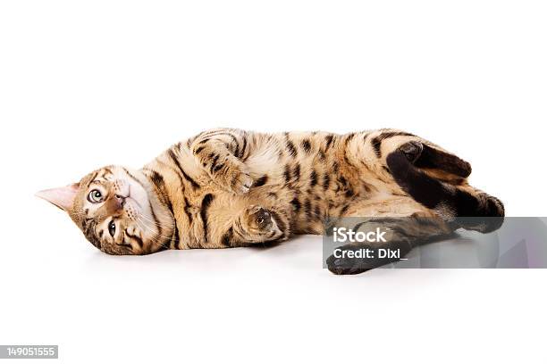 Bengal Cat On White Background Stock Photo - Download Image Now - Bengal Cat - Purebred Cat, Cut Out, Cute