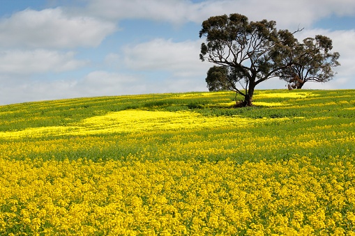The beautiful yellow colour of a field of canola in South Australia