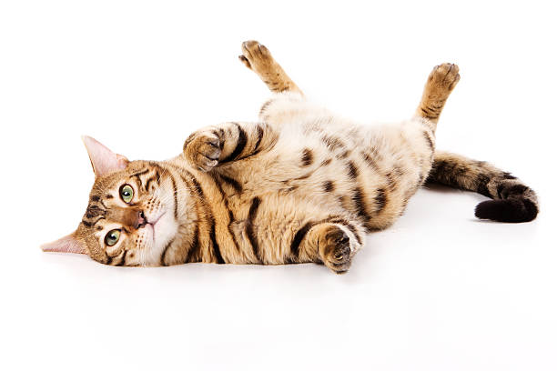 gato bengal sobre fundo branco - lying down imagens e fotografias de stock