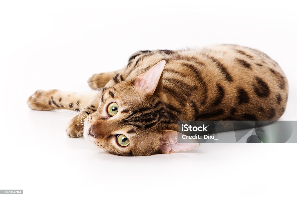 Chat du Bengale sur fond blanc - Photo de Chat du Bengale libre de droits