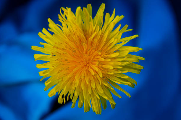 Close-up of yellow dandelion flowers on a green grass background. Shallow depth of field.