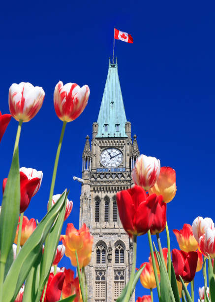 istock Canadian Parliament Tower surrounded by multicolor tulips in spring 1490517996