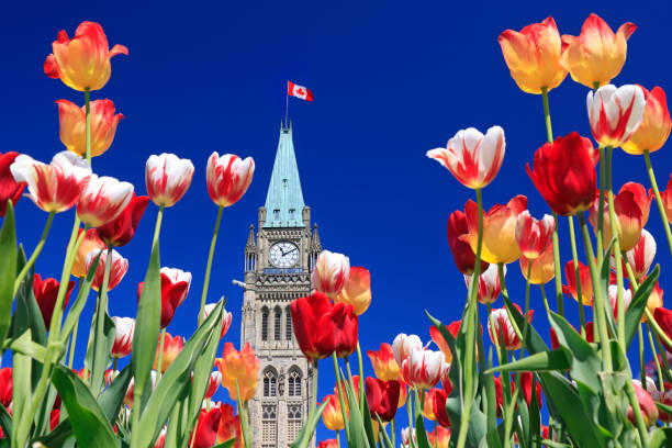 istock Canadian Parliament Tower surrounded by multicolor tulips in spring 1490518004